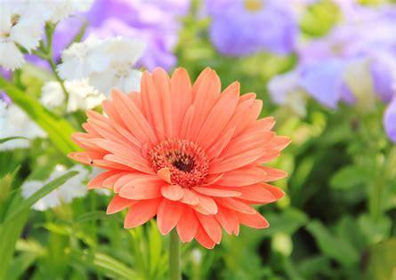 Orange flower in a field