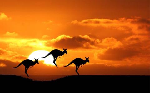 kangaroos hopping in front of a sun set