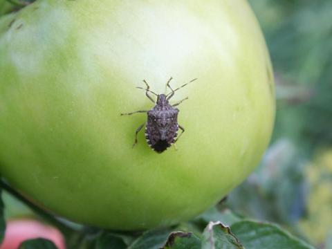 black bug on a green tomato