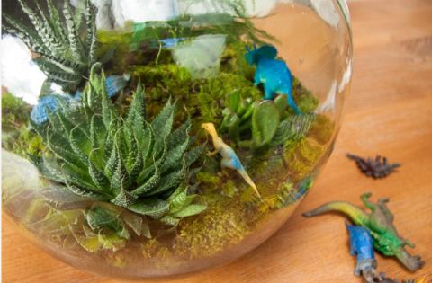 Dino Terrarium