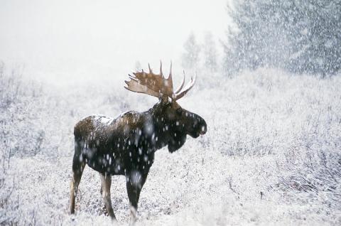 a moose in snow