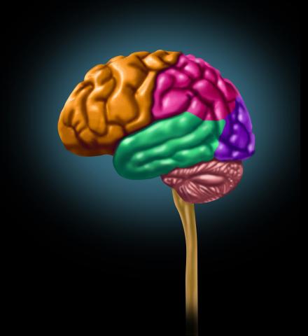 multi-color brain model with black background