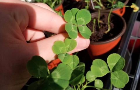 four leaf clover being picked