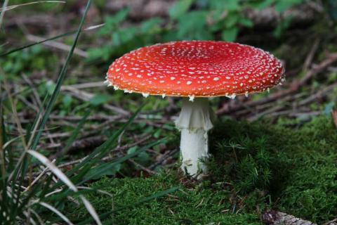 First Saturday at the Botannical Gardens.  Join us for a lesson on mushrooms and make a mushroom craft.