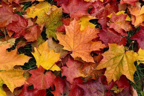 An array of leaves in fall colors