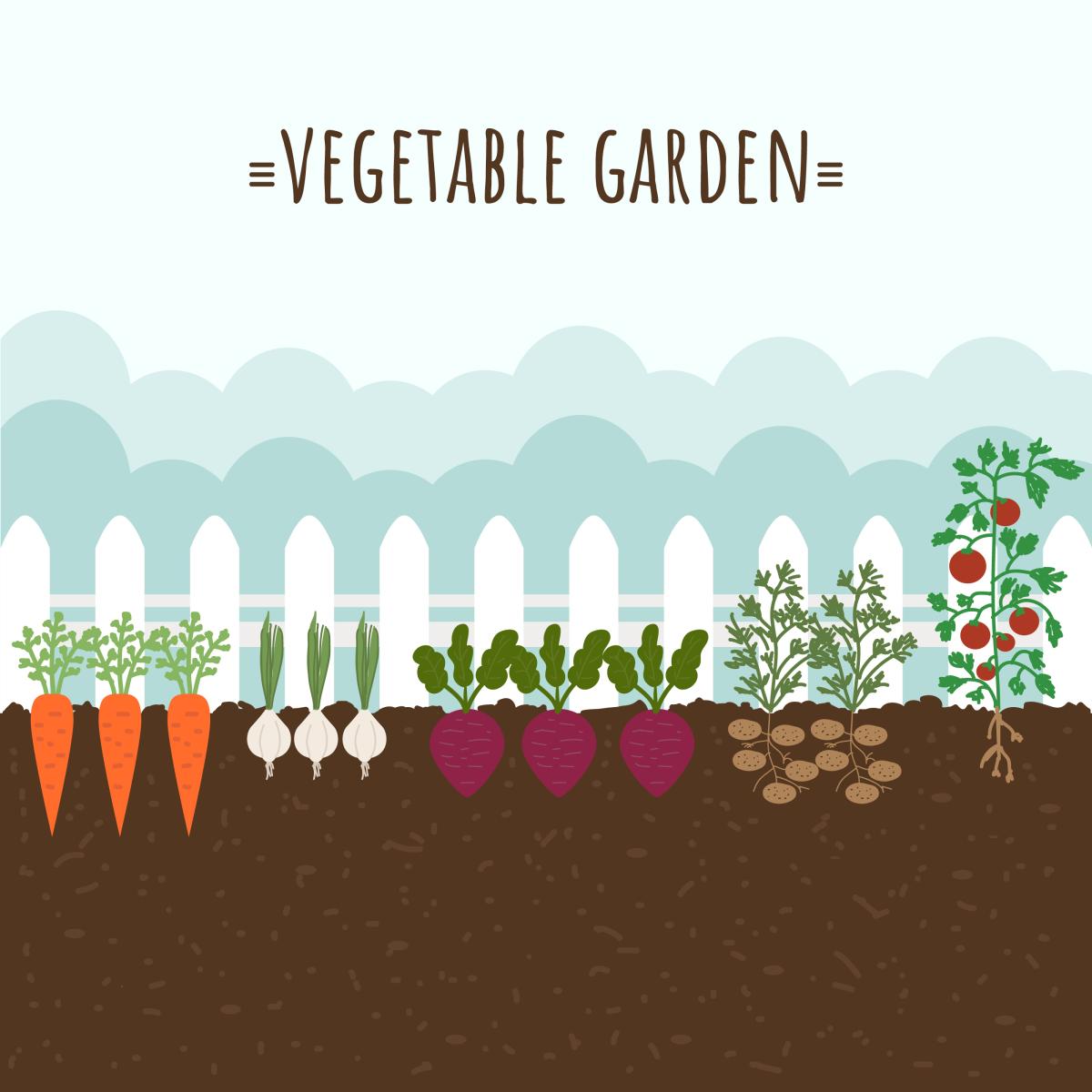 several types of vegetables planted in the ground