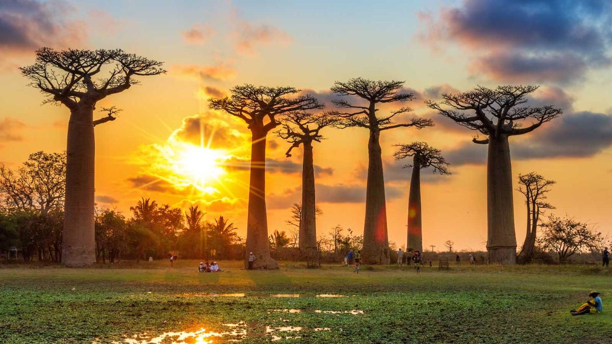 sun setting behind several tall trees
